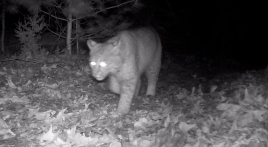 Resident Stunned by Trail Camera’s Elusive Backyard Sighting: ‘Like Winning the Lottery’