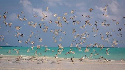Turis Makan Burung Camar di Inggris Bisa Denda
