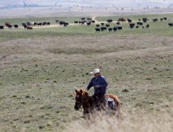 Kansas Alerts Horse Owners Over Disease Outbreak