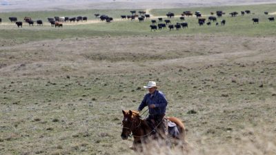 Kansas Alerts Horse Owners Over Disease Outbreak