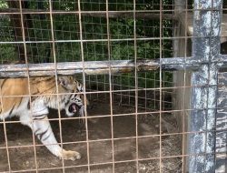 Lions Saved in U.S.-Canada Partnership Find New Home