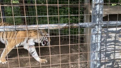 Lions Saved in U.S.-Canada Partnership Find New Home