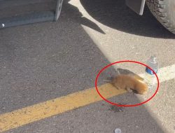 Car narrowly avoids tiny newborn kitten in parking lot – driver springs into action Car narrowly avoids tiny newborn kitten in parking lot – driver springs into action
