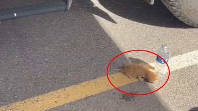 Car narrowly avoids tiny newborn kitten in parking lot – driver springs into action