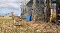 Curlews Soar Gracefully After Kent Release