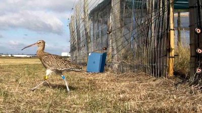 Curlews Soar Gracefully After Kent Release