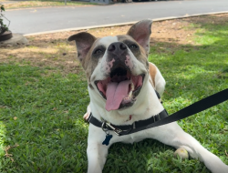 Meet Kai: The Perfect Pooch for Your ʻOhana!
