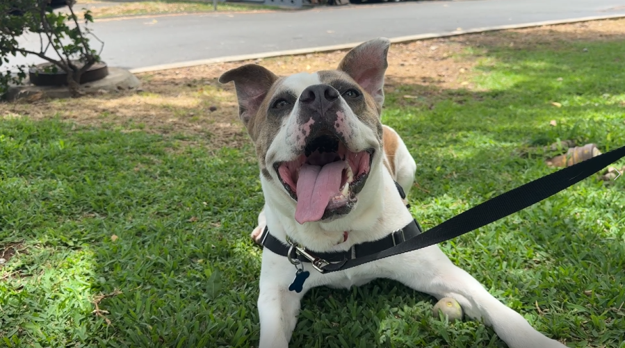 Meet Kai: The Perfect Pooch for Your ʻOhana!