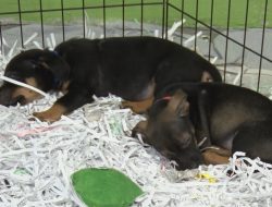 “Trying Time”: Montgomery Shelter Battles Overcrowding as Hundreds of Animals Arrive