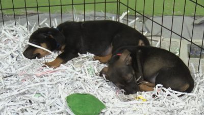 “Trying Time”: Montgomery Shelter Battles Overcrowding as Hundreds of Animals Arrive