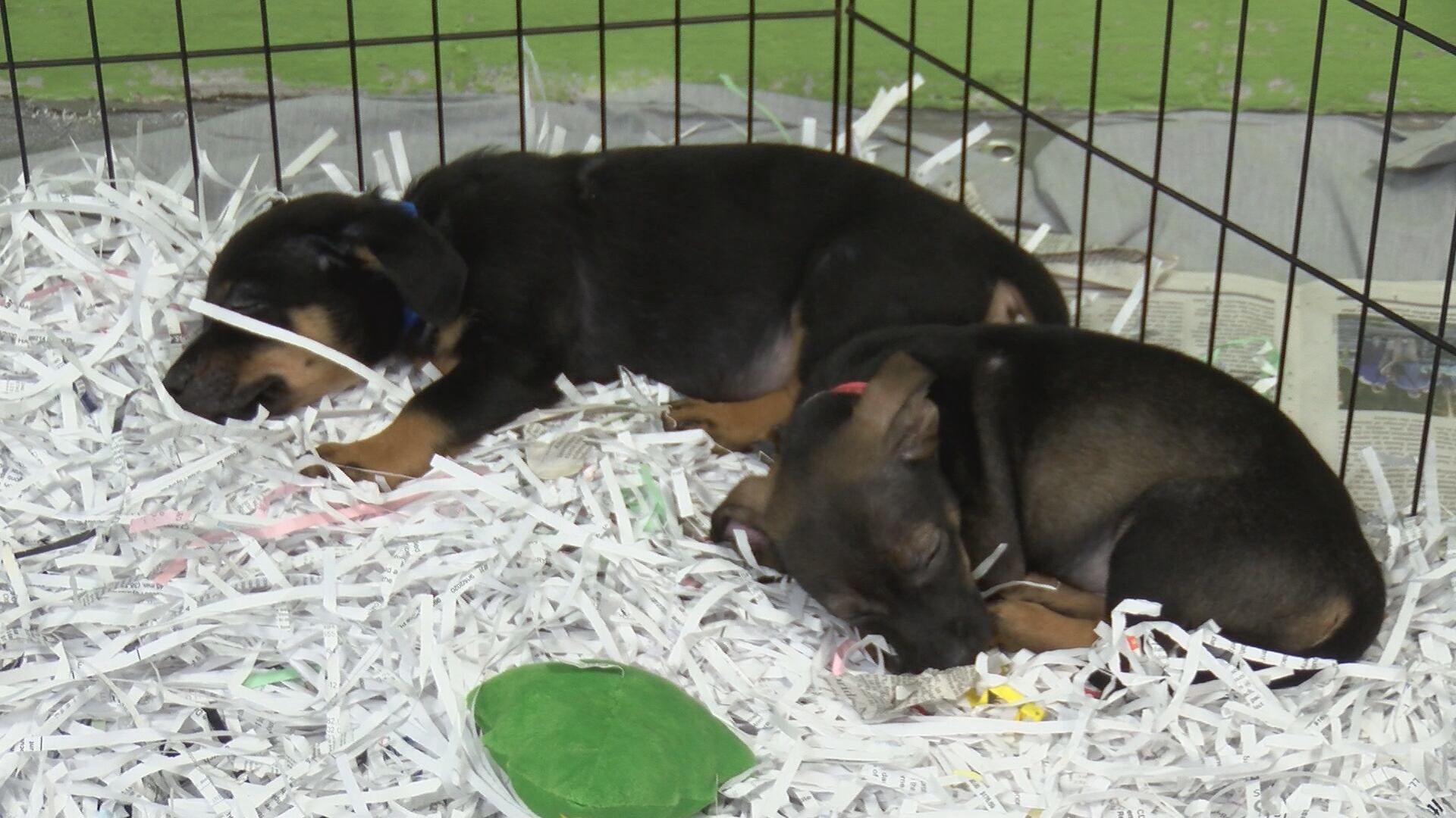 “Trying Time”: Montgomery Shelter Battles Overcrowding as Hundreds of Animals Arrive