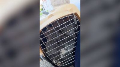 “They Would Have Died”: 8 Kittens Found Stuffed in Carrier in Greensburg