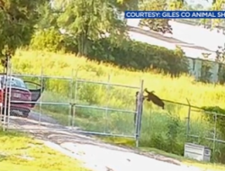 Video: Sheriff’s Office Identifies Suspect in Dog Abandonment Case