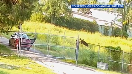 Video: Sheriff’s Office Identifies Suspect in Dog Abandonment Case