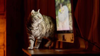 Is Cat TV Safe? How Much Screen Time is Too Much?