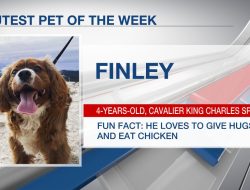 Cute Pet of the Week: Finley Cute Pet of the Week: Finley