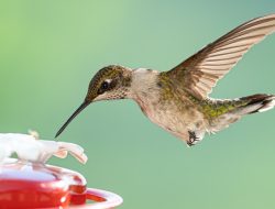 Keep Hummingbirds Coming With Perfect Feeder Refills