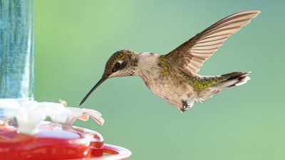 Keep Hummingbirds Coming With Perfect Feeder Refills
