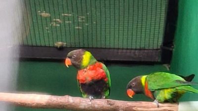BKSDA Bali Pulangkan 40 Burung Perkici Dada Merah dari Inggris