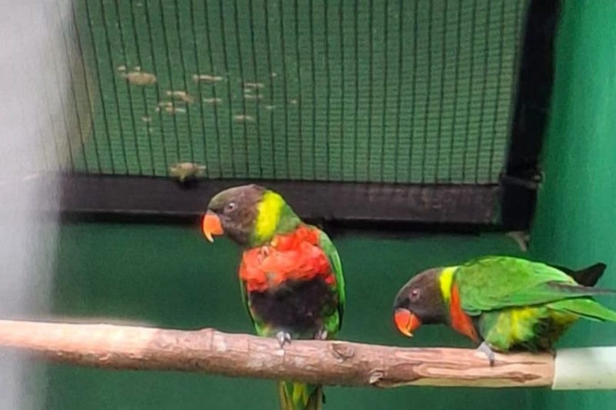 BKSDA Bali Pulangkan 40 Burung Perkici Dada Merah dari Inggris