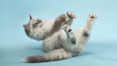 Siberian Cat’s Midnight Zoomies Spark Big Excitement