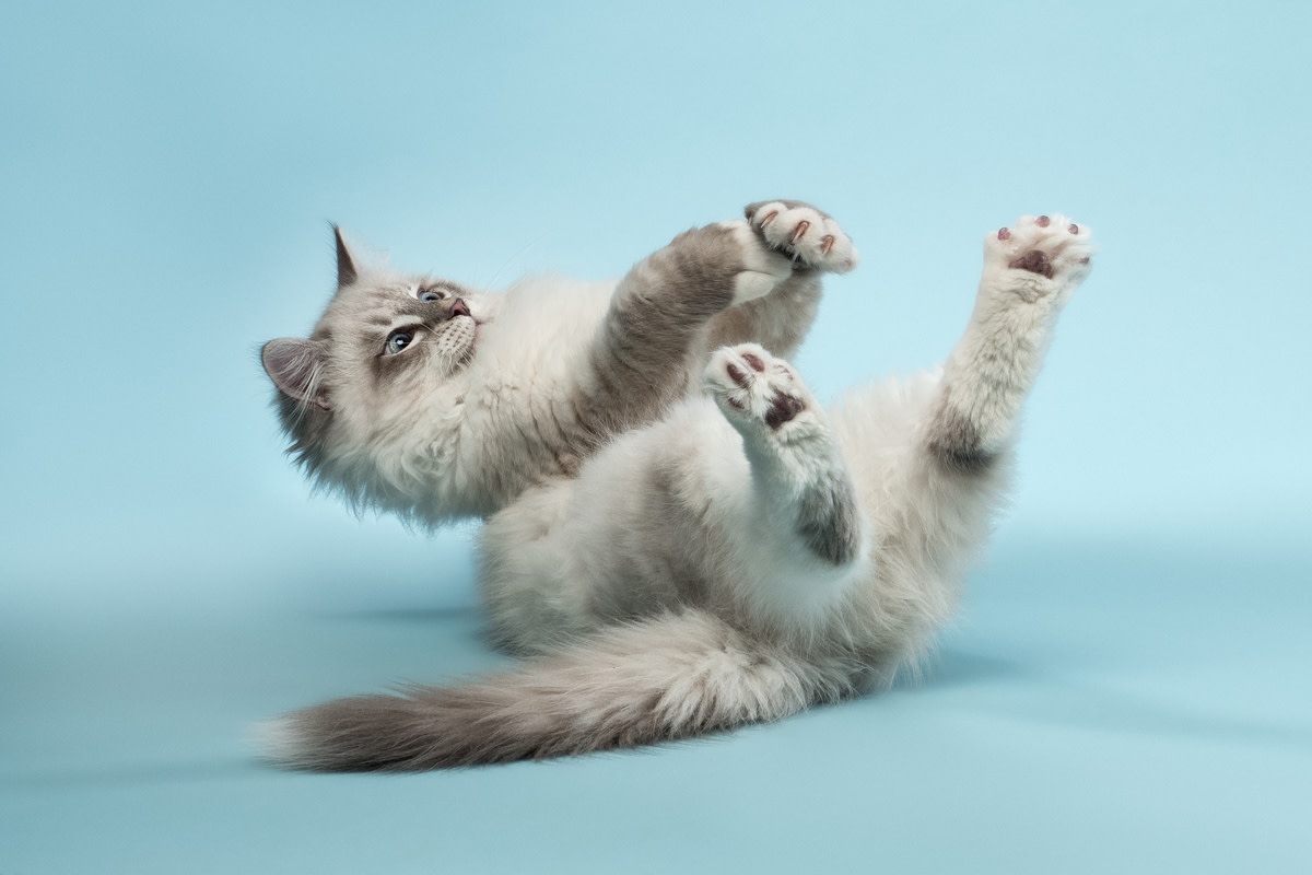 Siberian Cat’s Midnight Zoomies Spark Big Excitement