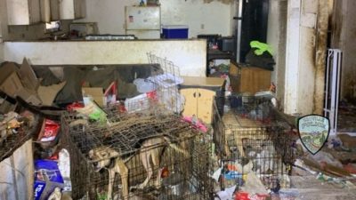 Oroville Police Rescue 38 Neglected Dogs in Emotional Operation