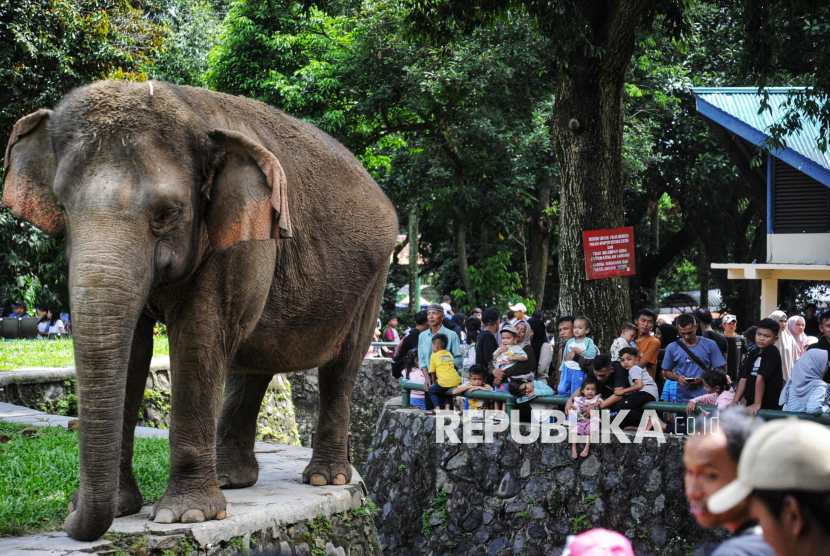 Ragunan Direvitalisasi, Rano Karno Usulkan Kereta Gantung