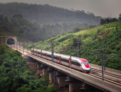 10 Kura-Kura Tertabrak Sejak Awal 2025