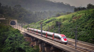 10 Kura-Kura Tertabrak Sejak Awal 2025