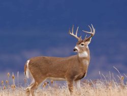 **Pennsylvania’s Record Whitetail: The Epic Journey of the State’s Largest Typical Buck Ever Taken**