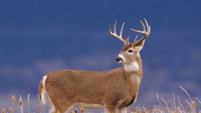 **Pennsylvania’s Record Whitetail: The Epic Journey of the State’s Largest Typical Buck Ever Taken**