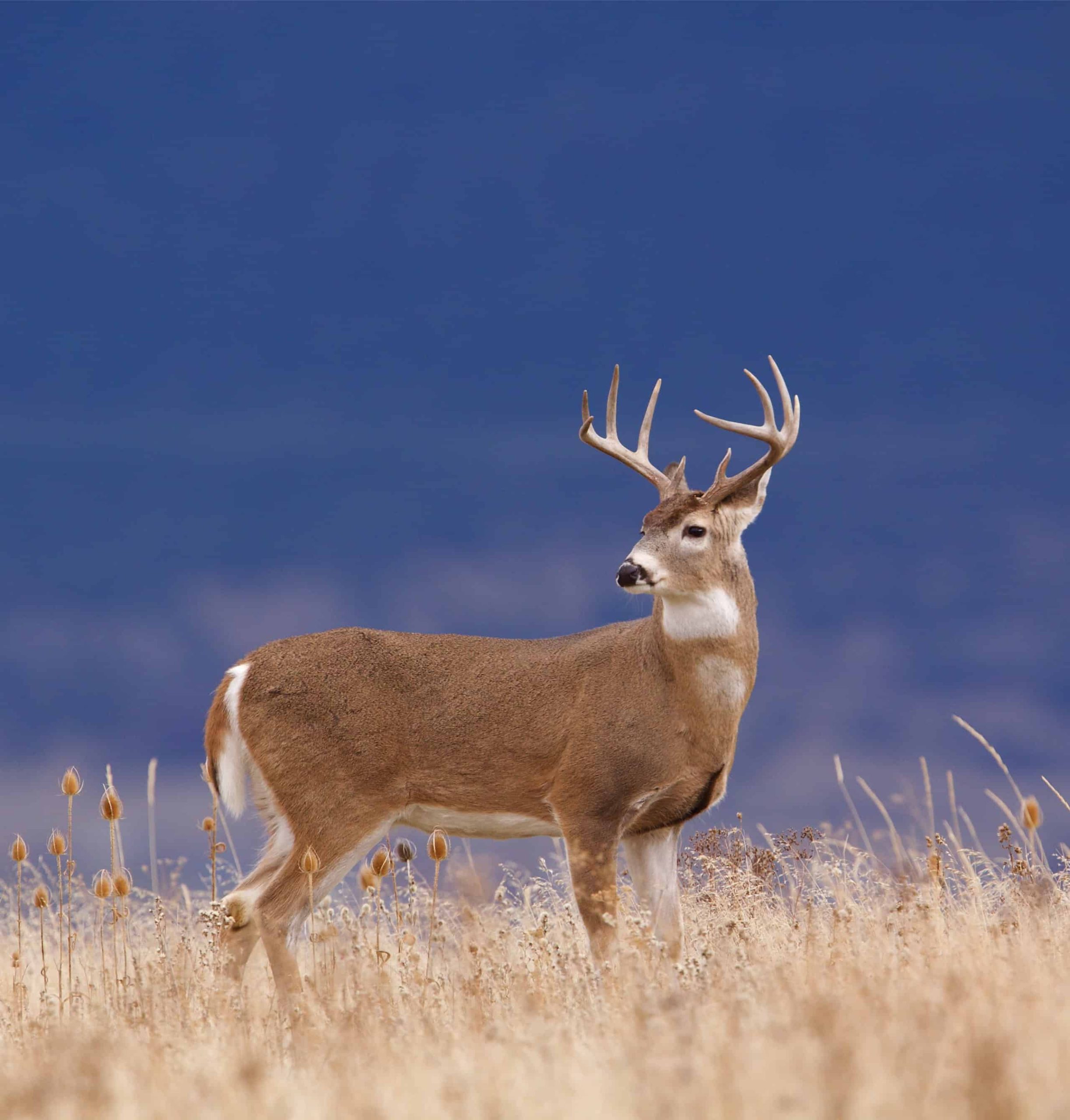 **Pennsylvania’s Record Whitetail: The Epic Journey of the State’s Largest Typical Buck Ever Taken**