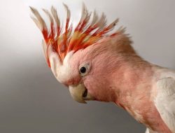 The Art of Imitation: The Noisiest Birds in the Wild