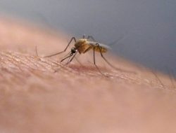 First West Nile Case Confirmed in Kern County This Year
