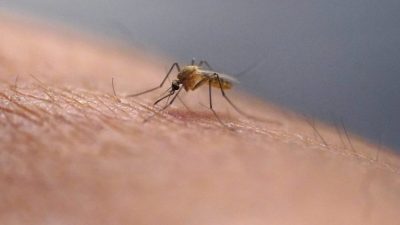 First West Nile Case Confirmed in Kern County This Year
