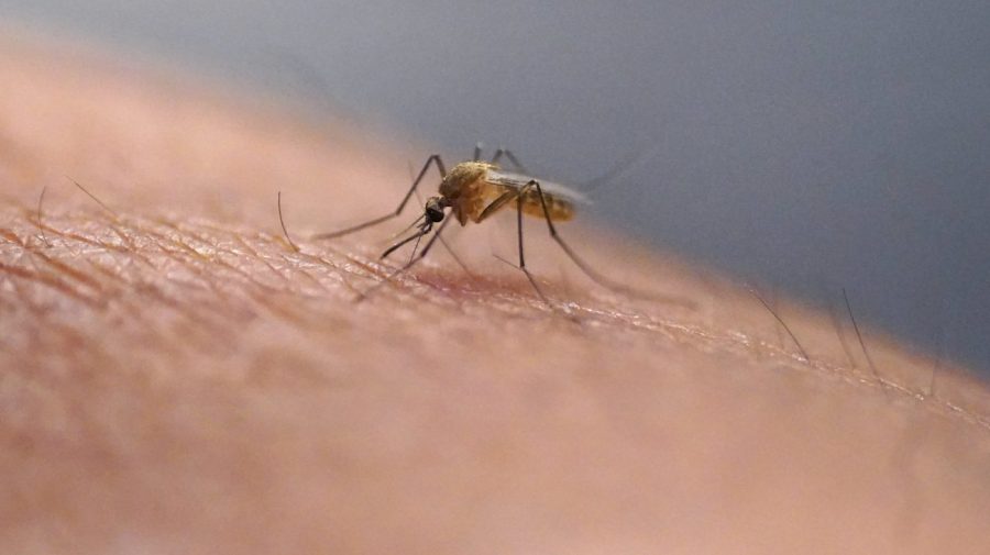 First West Nile Case Confirmed in Kern County This Year