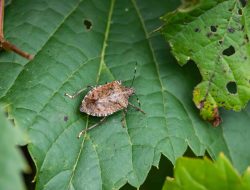 Eliminate Stink Bugs From Your Home and Garden Eliminate Stink Bugs From Your Home and Garden