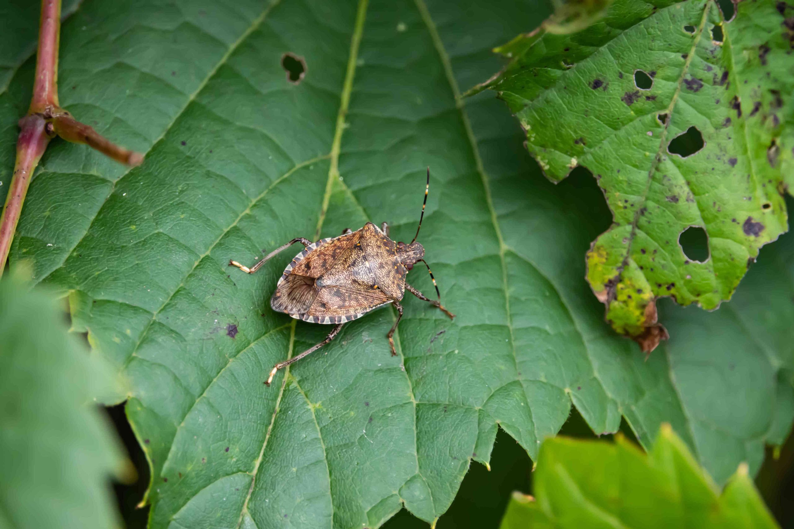 Eliminate Stink Bugs From Your Home and Garden