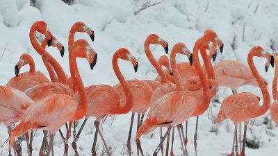 5 Animals That Dance Like Humans