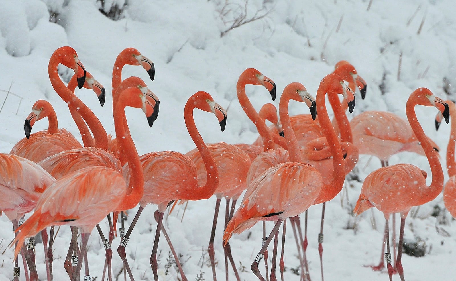 5 Animals That Dance Like Humans