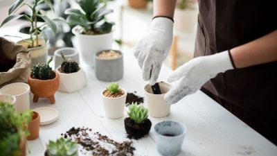 10 Manfaat Menanam Tanaman, Rumah Lebih Bersih