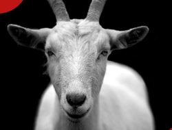 Top 200+ Goat Names for Pet Bucks and Does Top 200+ Goat Names for Pet Bucks and Does