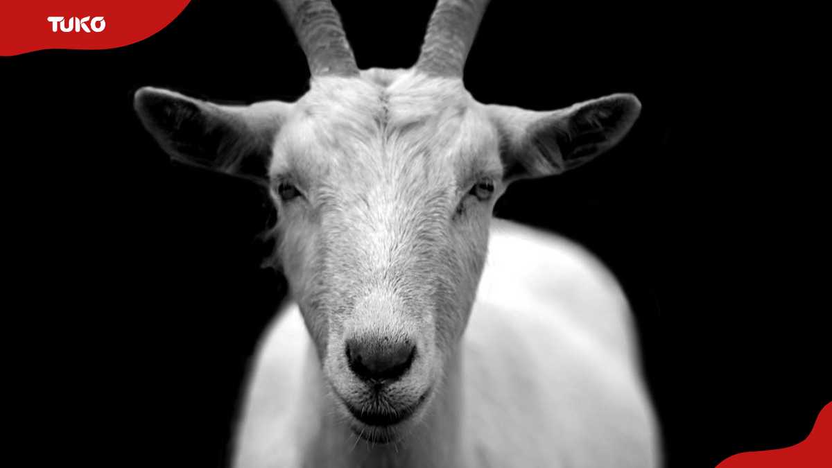 Top 200+ Goat Names for Pet Bucks and Does