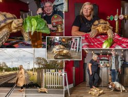 My Tortoise, My Constant Companion – I Carry Him Everywhere My Tortoise, My Constant Companion – I Carry Him Everywhere