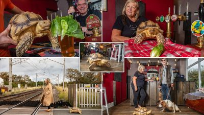 My Tortoise, My Constant Companion – I Carry Him Everywhere