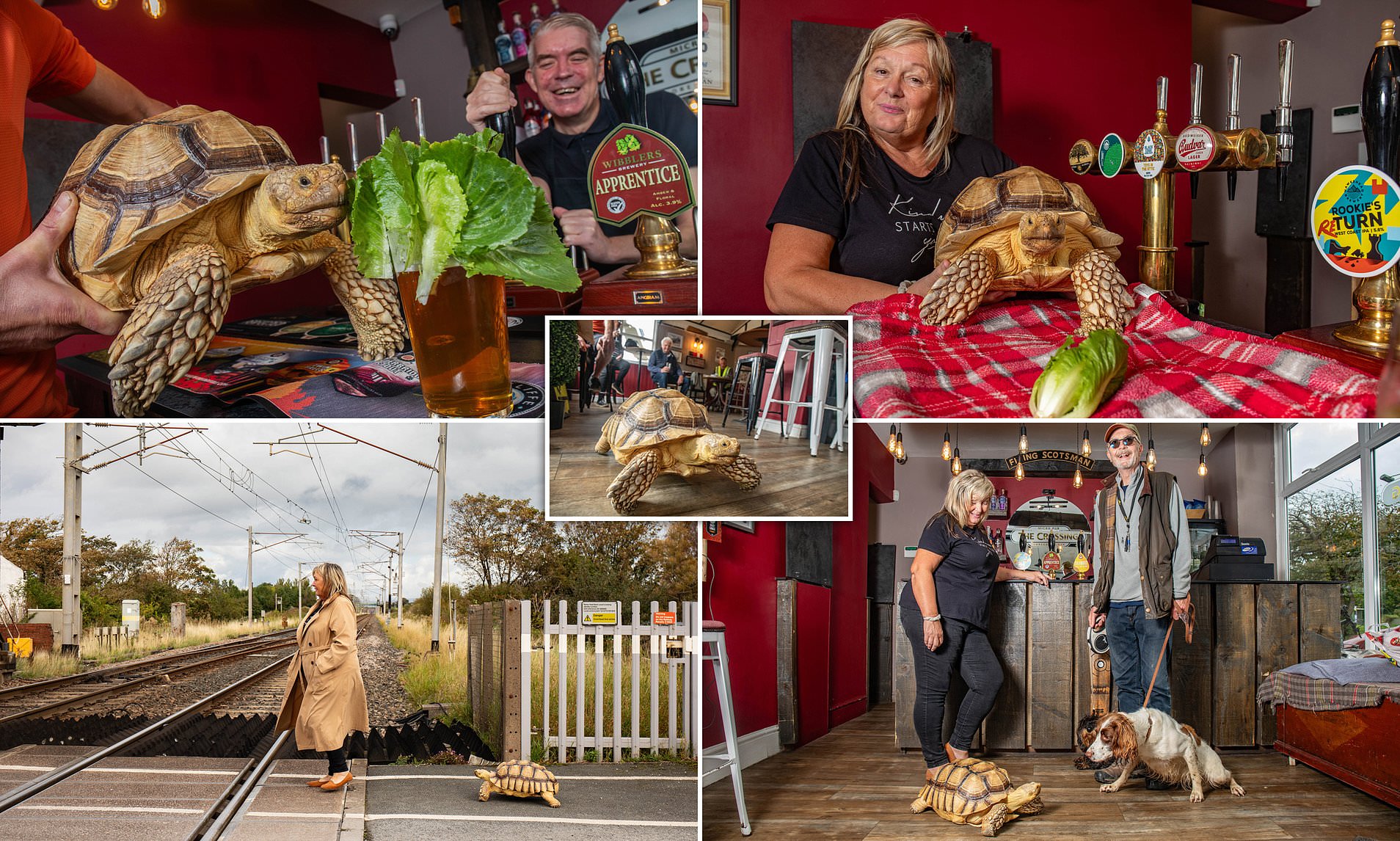 My Tortoise, My Constant Companion – I Carry Him Everywhere