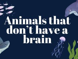 5 Creatures Without a Brain 5 Creatures Without a Brain