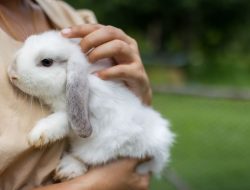 Top 5 Unique Pets Beyond Cats and Dogs