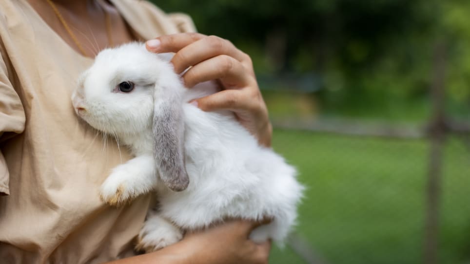 Top 5 Unique Pets Beyond Cats and Dogs
